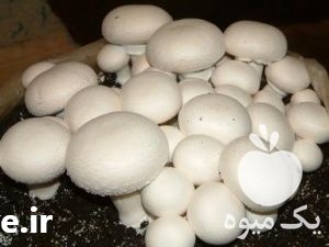 تولید و فروش انواع بذر قارچ خوراکی در تهران در گروه خرید فروش عمده قارچ - دکمه ای خوراکی دارویی پرورشی کوهی در یکمیوه -عکس1