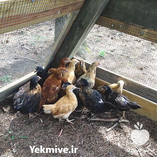 خرید طیور در تهران در گروه مرغ و خروس و بوقلمون و اردک قو قاز در یکمیوه -عکس1