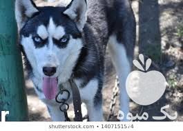 فروش سگ هاسکی خوشرنگ در کرج در گروه سگ و گربه _ نگهبان هاسکی ژرمن دوبرمن سرابی در یکمیوه -عکس1
