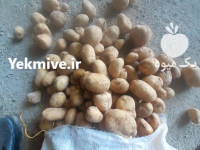 فروش سیب زمینی اسپریت در همدان در گروه خرید فروش عمده سیب زمینی - زودرس دیررس آگریا اسپریت اردبیل همدان در یکمیوه -عکس1