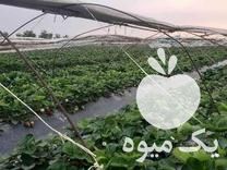 فروش بوته توت فرنگی در بهنمیر در گروه خرید فروش عمده توت - خرید شاتوت سفید طلایی موزی قرمز در یکمیوه -عکس1