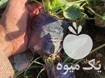 فروش نشا توت فرنگی در مریوان در گروه خرید فروش نشا - انواع گوجه برنج کاهو پیاز کاری فرنگی در یکمیوه -عکس1