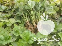فروش بوته توت فرنگی کاماروسا در ساری در گروه خرید فروش نشا - انواع گوجه برنج کاهو پیاز کاری فرنگی در یکمیوه -عکس1