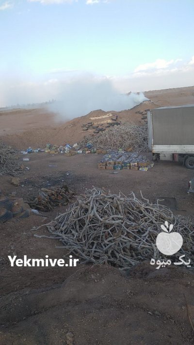 فروش زغال پسته کبابی طاق کبابی در قرچک در گروه خرید فروش عمده سایر محصولات باغبانی مرکبات در یکمیوه -عکس4