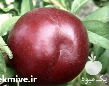 تولید و فروش کننده عمده نهال شلیل در تهران در گروه خرید فروش نهال - انواع گردو پسته بادام سلطانی انگور در یکمیوه -عکس1