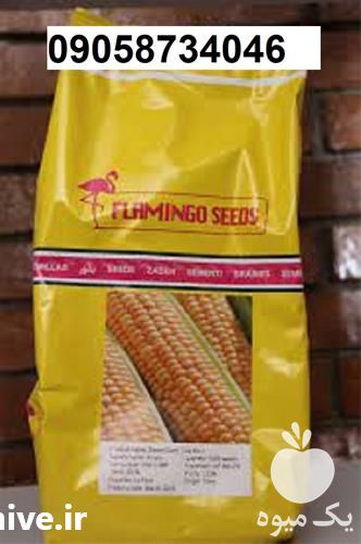 بذر ذرت فلامینگو در کرمان  در گروه خرید فروش عمده ذرت - بلال مکزیکی علوفه دانه کشاورز در یکمیوه -عکس1