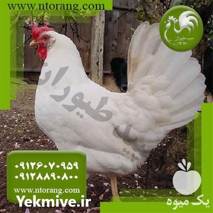 فروش پولت تخم گذار در تهران در گروه مرغ و خروس و بوقلمون و اردک قو قاز در یکمیوه -عکس1