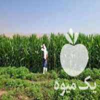 فروش ذرت علوفه چاپر در مسجدسلیمان در گروه خوراک دام و طیور - پرواری شیری علوفه یونجه در یکمیوه