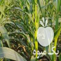 فروش ذرت چاپر 15 هکتار در رامهرمز در گروه خوراک دام و طیور - پرواری شیری علوفه یونجه در یکمیوه