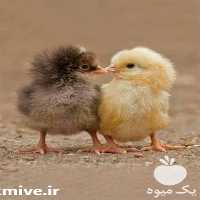 فروش قیمت جوجه یک روزه بومی در تهران در گروه مرغ و خروس و بوقلمون و اردک قو قاز در یکمیوه