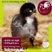 فروش جوجه یک ماهه مرندی در تهران در گروه مرغ و خروس و بوقلمون و اردک قو قاز در یکمیوه