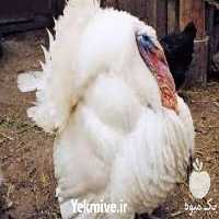 فروش جوجه بوقلمون BUT در تهران در گروه مرغ و خروس و بوقلمون و اردک قو قاز در یکمیوه