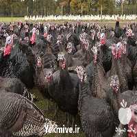 فروش جوجه بوقلمون برنز 1 روزه در تهران در گروه مرغ و خروس و بوقلمون و اردک قو قاز در یکمیوه
