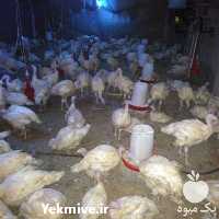 فروش جوجه بوقلمون بیوتی در تهران در گروه مرغ و خروس و بوقلمون و اردک قو قاز در یکمیوه