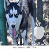 فروش سگ هاسکی خوشرنگ در کرج در گروه سگ و گربه _ نگهبان هاسکی ژرمن دوبرمن سرابی در یکمیوه