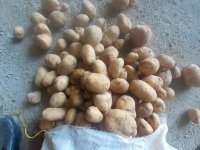 فروش سیب زمینی اسپریت در همدان در گروه خرید فروش عمده سیب زمینی - زودرس دیررس آگریا اسپریت اردبیل همدان در یکمیوه