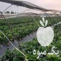 فروش بوته توت فرنگی در بهنمیر در گروه خرید فروش عمده توت - خرید شاتوت سفید طلایی موزی قرمز در یکمیوه