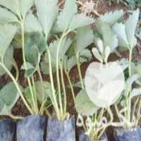 فروش نشا گلدانی توت فرنگی در مریوان در گروه خرید فروش نشا - انواع گوجه برنج کاهو پیاز کاری فرنگی در یکمیوه