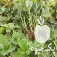 فروش بوته توت فرنگی کاماروسا در ساری در گروه خرید فروش نشا - انواع گوجه برنج کاهو پیاز کاری فرنگی در یکمیوه