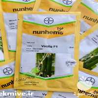 فروش بذر خیار ویولا اصل در زنجان در گروه خرید فروش بذر - انواع محصول کشاورزی گوجه کتان میوه درخت در یکمیوه