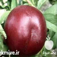 تولید و فروش کننده عمده نهال شلیل در تهران در گروه خرید فروش نهال - انواع گردو پسته بادام سلطانی انگور در یکمیوه