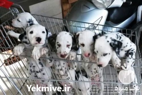 فروش سگ توله دالمیشن و ژرمن در کرج در گروه سگ و گربه _ نگهبان هاسکی ژرمن دوبرمن سرابی در یکمیوه -عکس1