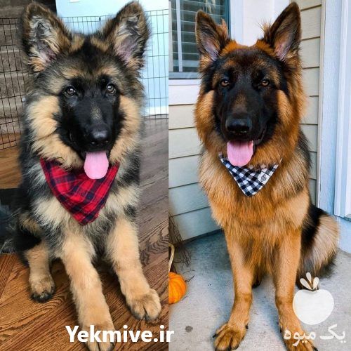 فروش سگ ژرمن ورک شولاین کلاسیک در کرج در گروه سگ و گربه _ نگهبان هاسکی ژرمن دوبرمن سرابی در یکمیوه -عکس1