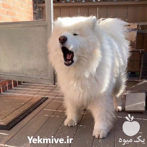 فروش سگ سامویید اصالت کتبی در تهران در گروه سگ و گربه _ نگهبان هاسکی ژرمن دوبرمن سرابی در یکمیوه -عکس1