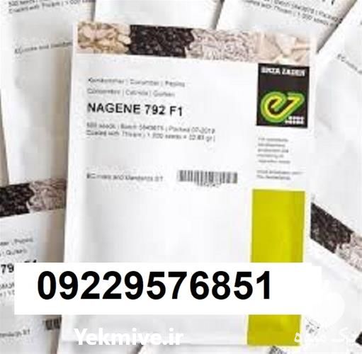 فروش و عرضه بذر خیار ناگین اصل در بوشهر در گروه خرید فروش عمده گیاهان زینتی - گرمسیری آپارتمانی باغچه آب در یکمیوه -عکس1