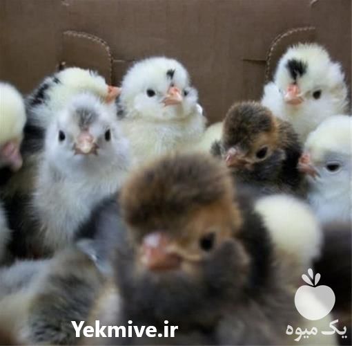 قیمت فروش جوجه یکروزه گلپایگانی در تهران در گروه مرغ و خروس و بوقلمون و اردک قو قاز در یکمیوه -عکس1