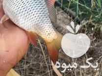 فروش بچه ماهی کپور در بهشهر در گروه ماهی کپور - ماهیان معمولی علف خوار پرورشی خرید و فروش در یکمیوه -عکس1