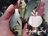 فروش کپور طلایی و آمور در یزد در گروه ماهی کپور - ماهیان معمولی علف خوار پرورشی خرید و فروش در یکمیوه -عکس1
