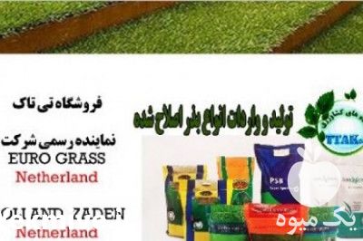 فروش بذر چمن هلندی در مازندران در گروه خرید فروش بذر - انواع محصول کشاورزی گوجه کتان میوه درخت در یکمیوه -عکس1