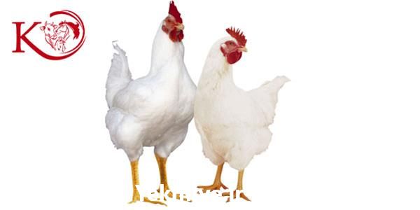 فروش ویژه مرغ هلندی در تهران در گروه مرغ و خروس و بوقلمون و اردک قو قاز در یکمیوه -عکس1