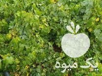 فروش نهال انگور در مریوان در گروه خرید فروش نهال - انواع گردو پسته بادام سلطانی انگور در یکمیوه -عکس1