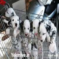 فروش سگ توله دالمیشن و ژرمن در کرج در گروه سگ و گربه _ نگهبان هاسکی ژرمن دوبرمن سرابی در یکمیوه