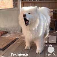 فروش سگ سامویید اصالت کتبی در تهران در گروه سگ و گربه _ نگهبان هاسکی ژرمن دوبرمن سرابی در یکمیوه