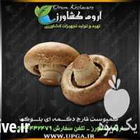 فروش سی دی آموزشی کشت قارچ در منزل در تهران در گروه مشاوره - راه اندازی بازاریابی کسب درآمد بهبود کسب و کار در یکمیوه