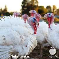 فروش جوجه بوقلمون نژاد B U T 6 سنگین در تهران در گروه مرغ و خروس و بوقلمون و اردک قو قاز در یکمیوه