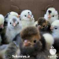 قیمت فروش جوجه یکروزه گلپایگانی در تهران در گروه مرغ و خروس و بوقلمون و اردک قو قاز در یکمیوه