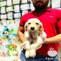 فروش سگ گلدن توله و بالغ اصیل در تهران در گروه سگ و گربه _ نگهبان هاسکی ژرمن دوبرمن سرابی در یکمیوه