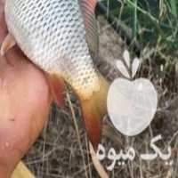 فروش بچه ماهی کپور در بهشهر در گروه ماهی کپور - ماهیان معمولی علف خوار پرورشی خرید و فروش در یکمیوه