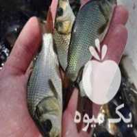 فروش کپور طلایی و آمور در یزد در گروه ماهی کپور - ماهیان معمولی علف خوار پرورشی خرید و فروش در یکمیوه