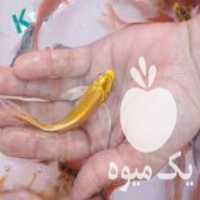 فروش ماهی قرمز کوی کپور در مشهد در گروه ماهی کپور - ماهیان معمولی علف خوار پرورشی خرید و فروش در یکمیوه