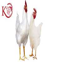 فروش ویژه مرغ هلندی در تهران در گروه مرغ و خروس و بوقلمون و اردک قو قاز در یکمیوه