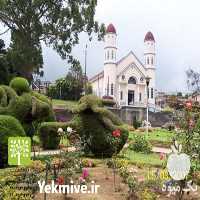 فروش انواع درختچه های زینتی در تهران در گروه خرید فروش عمده گیاهان زینتی - گرمسیری آپارتمانی باغچه آب در یکمیوه