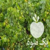 فروش نهال انگور در مریوان در گروه خرید فروش نهال - انواع گردو پسته بادام سلطانی انگور در یکمیوه
