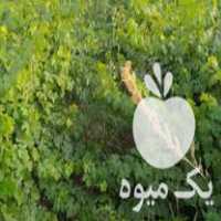 فروش نهال انگور در سنندج در گروه خرید فروش نهال - انواع گردو پسته بادام سلطانی انگور در یکمیوه