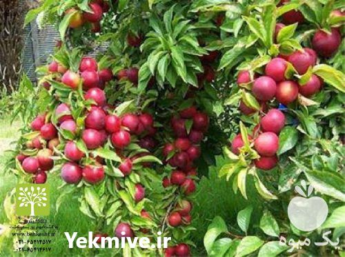 فروش انواع نهال میوه و زینتی در تهران در گروه خرید فروش نهال - انواع گردو پسته بادام سلطانی انگور در یکمیوه -عکس1