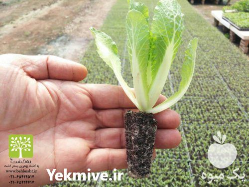 فروش ویژه انواع نشا کاهو و صیفی جات در تهران در گروه خرید فروش عمده کاهو - رسمی پیچ سالادی فرانسوی چینی قرمز در یکمیوه -عکس1